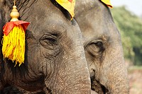 Elephant, Ayutthaya, Thailand